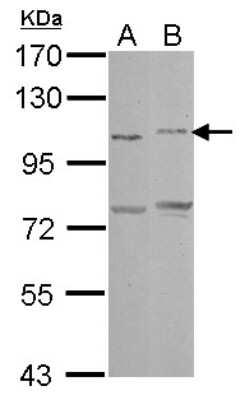 Western Blot: PCDHAC2 Antibody [NBP2-19726]