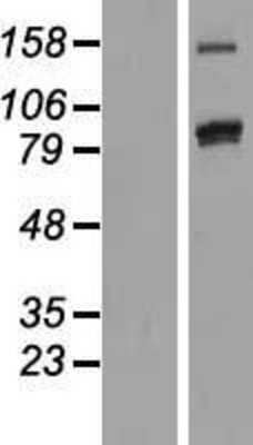 Western Blot: PCDHAC2 Overexpression Lysate [NBL1-14154]