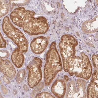 Immunohistochemistry-Paraffin: PCDHB1 Antibody [NBP2-30466]