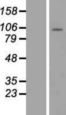 Western Blot: PCDHB1 Overexpression Lysate [NBL1-14155]