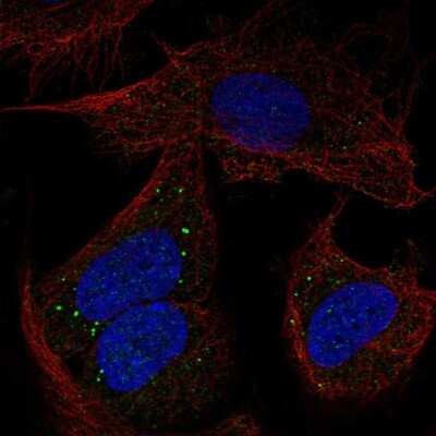 Immunocytochemistry/ Immunofluorescence: PCDHB14 Antibody [NBP2-58908]