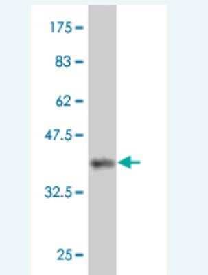 Western Blot: PCDHB15 Antibody (2E10) [H00056121-M02]