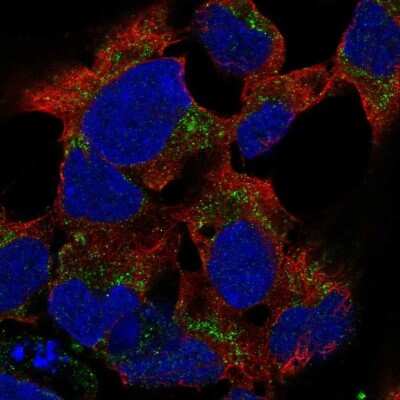 Immunocytochemistry/ Immunofluorescence: PCDHB15 Antibody [NBP2-68984]