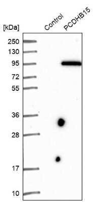 Western Blot: PCDHB15 Antibody [NBP1-87322]