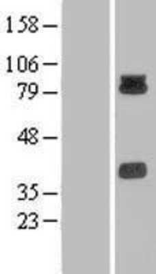 Western Blot: PCDHB15 Overexpression Lysate [NBL1-14158]