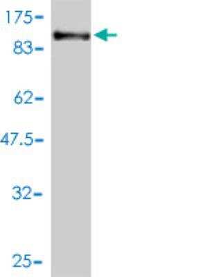 Western Blot: PCDHB16 Antibody (3F12-2A6) [H00057717-M01]