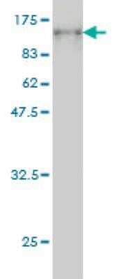 Western Blot: PCDHB16 Antibody (3H1) [H00057717-M03]