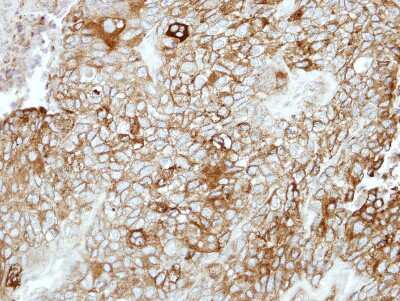 Immunohistochemistry-Paraffin: PCDHB16 Antibody [NBP2-19727]