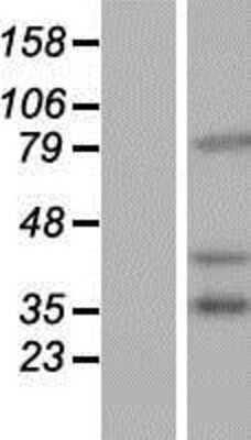 Western Blot: PCDHB16 Overexpression Lysate [NBP2-06583]