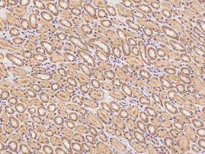 Immunohistochemistry-Paraffin: PCDHB2 Antibody [NBP3-06287]