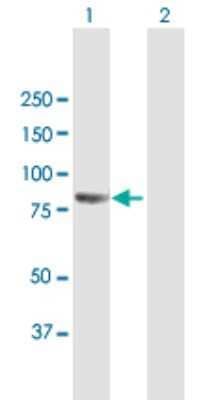 Western Blot: PCDHB2 Antibody [H00056133-B01P]