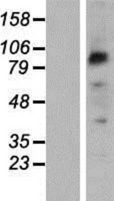 Western Blot: PCDHB2 Overexpression Lysate [NBP2-06777]