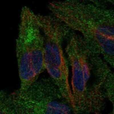 Immunocytochemistry/ Immunofluorescence: PCDHB5 Antibody [NBP3-17412]