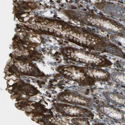 Immunohistochemistry-Paraffin: PCDHB5 Antibody [NBP1-84144]