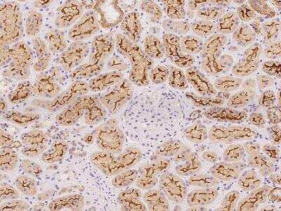 Immunohistochemistry-Paraffin: PCDHB5 Antibody [NBP3-06370]