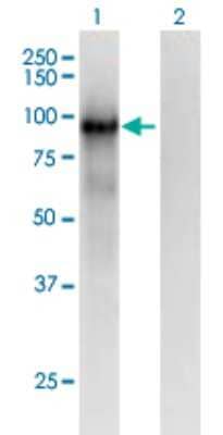 Western Blot: PCDHB6 Antibody (2G11) [H00056130-M01]