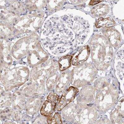 Immunohistochemistry-Paraffin: PCDHB6 Antibody [NBP1-80941]