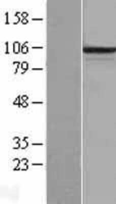 Western Blot: PCDHB6 Overexpression Lysate [NBL1-14163]