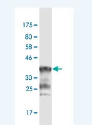 Western Blot: PCDHGA1 Antibody (1D2) [H00056114-M02]