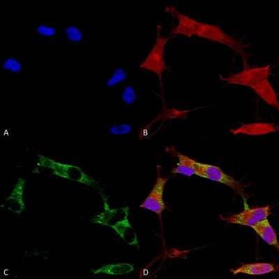 Immunocytochemistry/ Immunofluorescence: PCDHGA1 Antibody (S159-5) - Pan Specific [NBP2-42207]