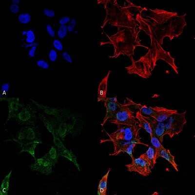Immunocytochemistry/ Immunofluorescence: PCDHGA1 Antibody (S159-5) - Pan Specific [NBP2-42207]