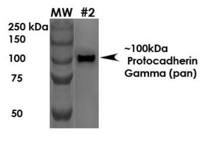 Western Blot: PCDHGA1 Antibody (S159-5)Pan Specific [NBP2-42207]