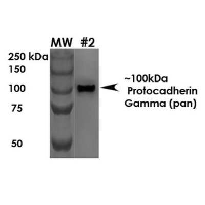 Western Blot: PCDHGA1 Antibody (S159-5)Pan Specific [NBP2-42207]