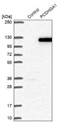 Western Blot: PCDHGA1 Antibody [NBP1-80940]