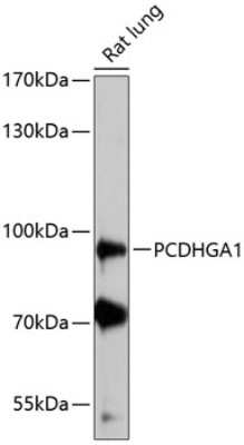 Western Blot: PCDHGA1 AntibodyAzide and BSA Free [NBP2-93659]