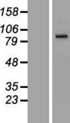 Western Blot: PCDHGA1 Overexpression Lysate [NBL1-14164]