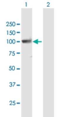 Western Blot: PCDHGA10 Antibody [H00056106-B01P]