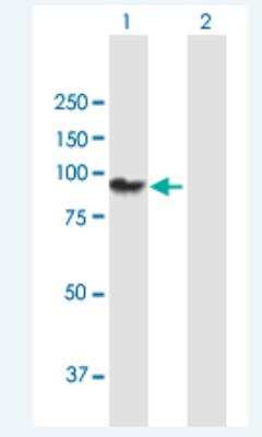 Western Blot: PCDHGA11 Antibody [H00056105-B01P-50ug]