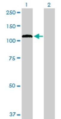 Western Blot: PCDHGA12 Antibody [H00026025-B01P]