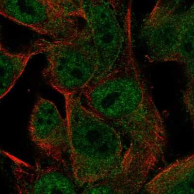 Immunocytochemistry/ Immunofluorescence: PCDHGA2 Antibody [NBP2-68580]