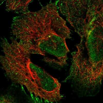 Immunocytochemistry/ Immunofluorescence: PCDHGA2 Antibody [NBP2-68635]