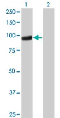 Western Blot: PCDHGA5 Antibody (5H5) [H00056110-M01]