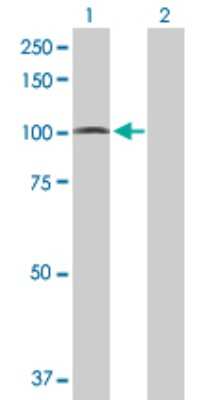 Western Blot: PCDHGA5 Antibody [H00056110-B01P]