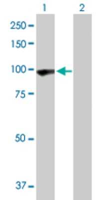 Western Blot: PCDHGA5 Antibody [H00056110-D01P]