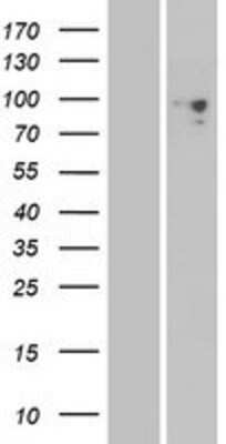 Western Blot: PCDHGA6 Overexpression Lysate [NBP2-06769]