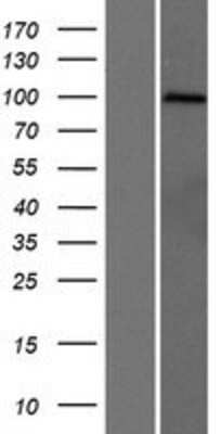 Western Blot: PCDHGA7 Overexpression Lysate [NBP2-06770]