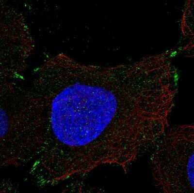 Immunocytochemistry/ Immunofluorescence: PCDHGB1 Antibody [NBP2-56005]