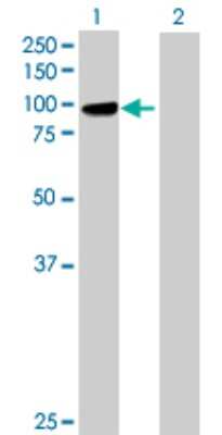 Western Blot: PCDHGB1 Antibody [H00056104-B01P]