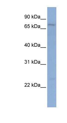 Western Blot: PCDHGB1 Antibody [NBP1-59240]