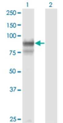 Western Blot: PCDHGB2 Antibody (6E9) [H00056103-M02]