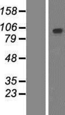 Western Blot: PCDHGB2 Overexpression Lysate [NBP2-06085]