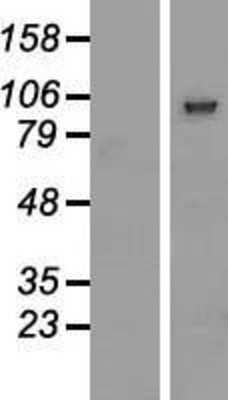 Western Blot: PCDHGB2 Overexpression Lysate [NBP2-06771]