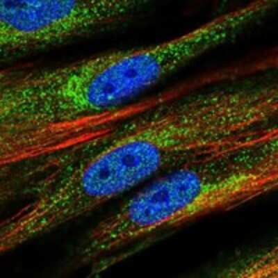 Immunocytochemistry/ Immunofluorescence: PCDHGB3 Antibody [NBP3-17528]