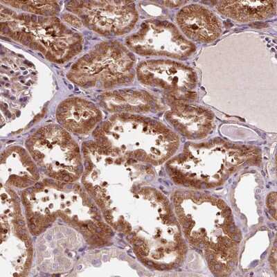 Immunohistochemistry: PCDHGB3 Antibody [NBP2-32022]