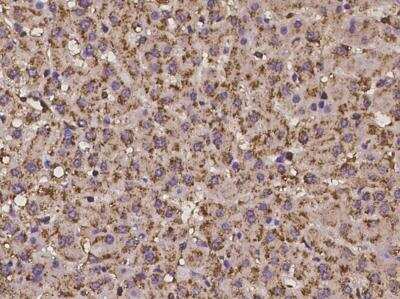 Immunohistochemistry-Paraffin: PCDHGB3 Antibody [NBP3-06432]