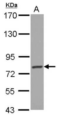 Western Blot: PCDHGB4 Antibody [NBP2-15065]